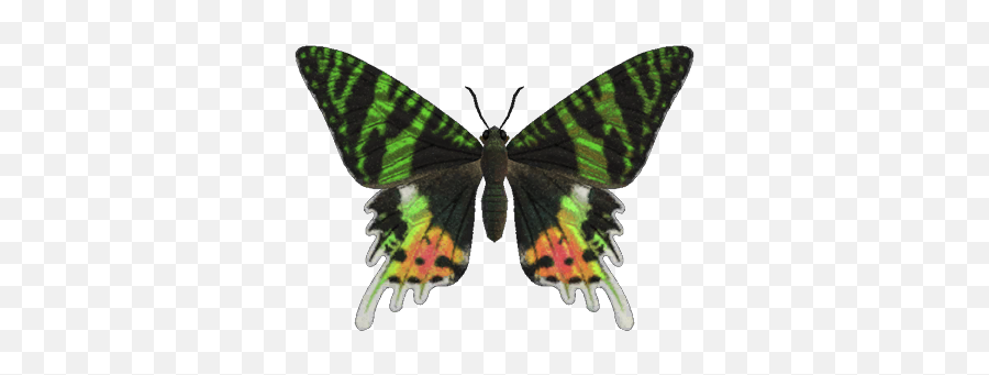 Madagascan Sunset Moth - Madagascan Sunset Moth Transparent Emoji,Moth Png
