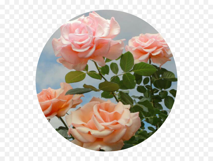 Download Flowerpower S Rosas Flores Roses Circulo Vintage - Aesthetic Pink Roses Emoji,Vintage Roses Png