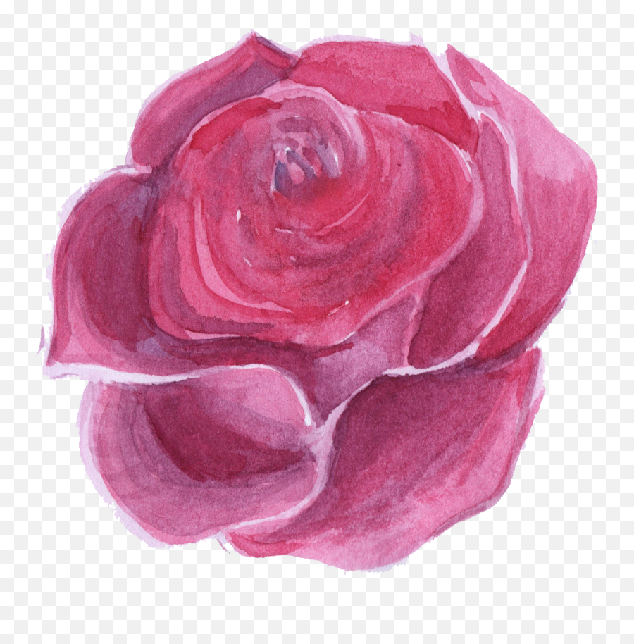 Download Hd Pink Watercolor Flower Png - Transparent Png Garden Roses Emoji,Watercolor Flowers Png