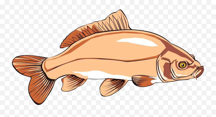 Download Common Carp Catfish Carp Fishing Free Commercial - Free Clipart Carp Fish Emoji,Free Commercial Use Clipart