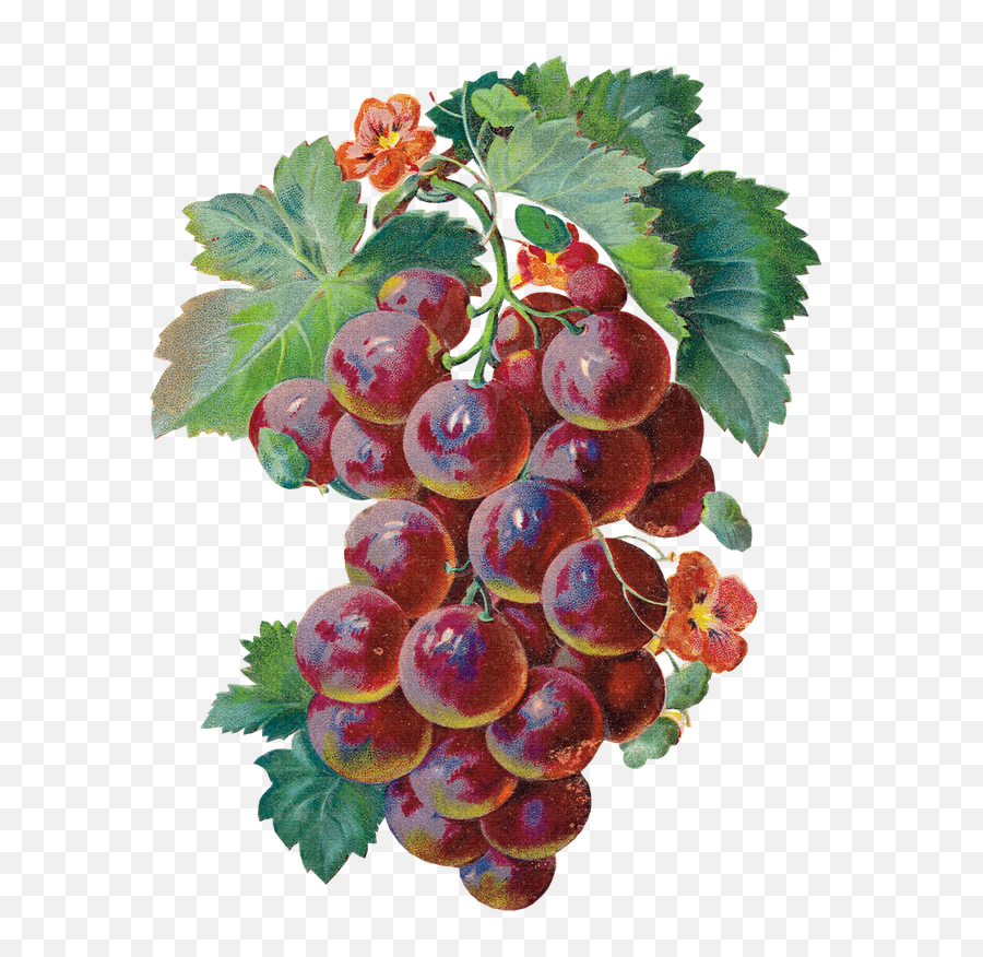 Download Grape Clipart Watercolor - Grapes Gif Emoji,Grape Clipart