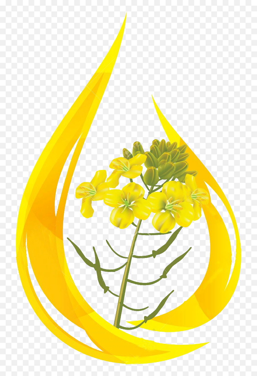 Oil Clipart Mustard Oil - Mustard Flower Png Transparent Png Transparent Mustard Flower Png Emoji,Flower Png