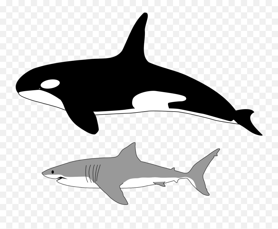 White Shark - Great White Shark Emoji,Shark Png