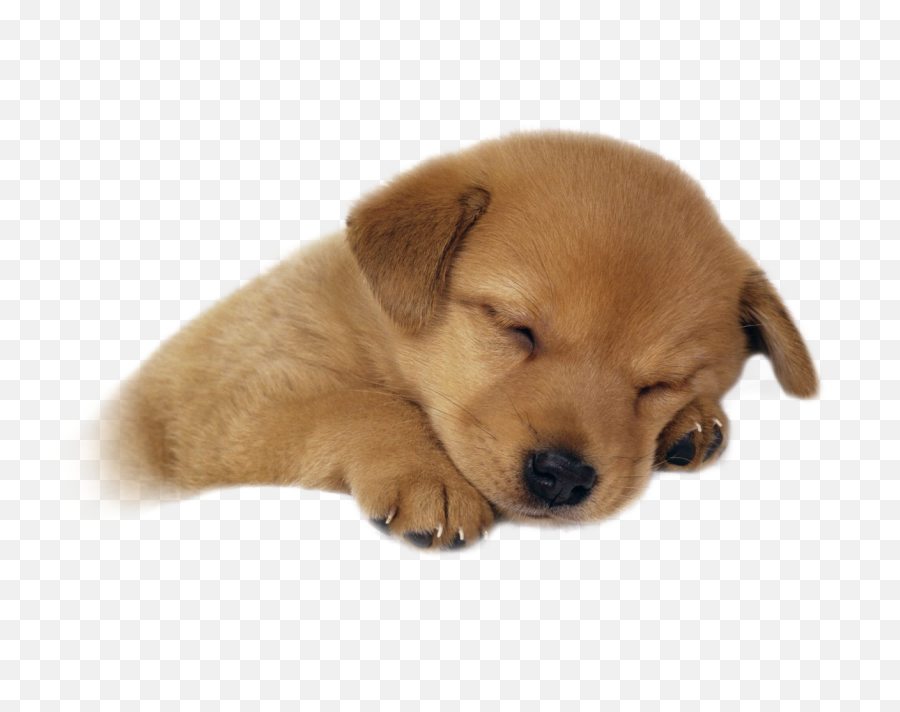 Cute Puppies Transparent Background - Sleeping Dog Transparent Png Emoji,Puppy Transparent Background