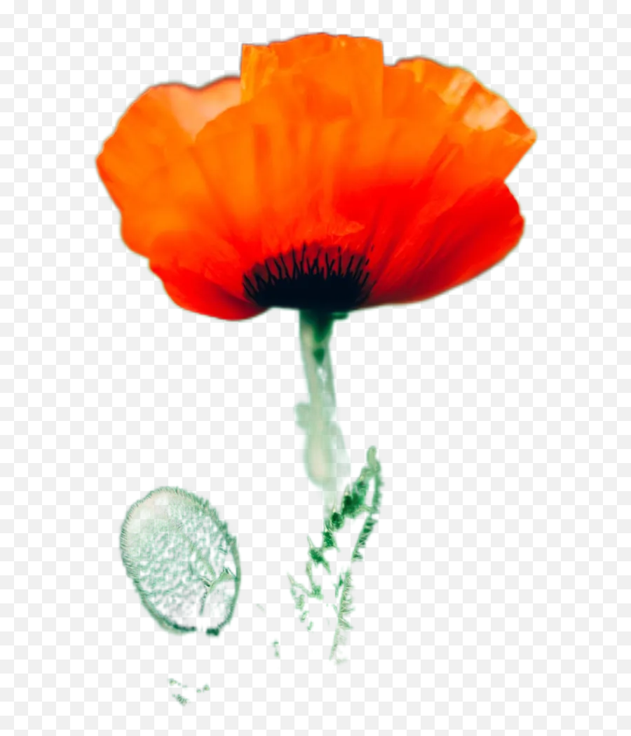 Best 23 Poppy Flower Images Hd Free Download Transparent Emoji,Poppy Flower Png