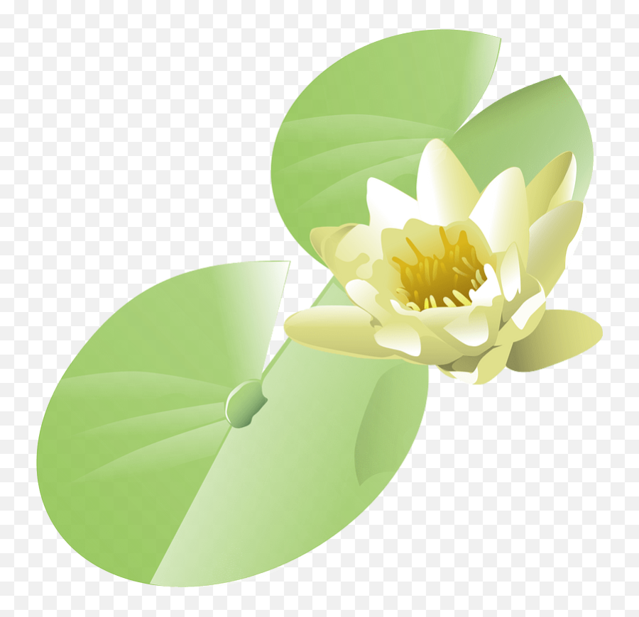 Lily Clipart Free Download Transparent Png Creazilla Emoji,Lily Pad Flower Clipart