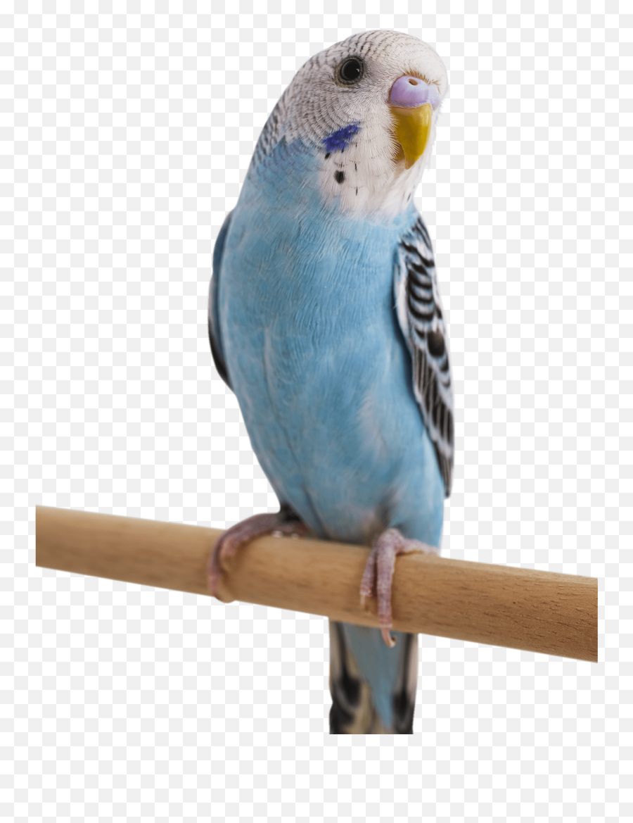 Blue Parakeets For Sale Melopsittacus Undulatus Petco Emoji,Company With A Blue Bird Logo