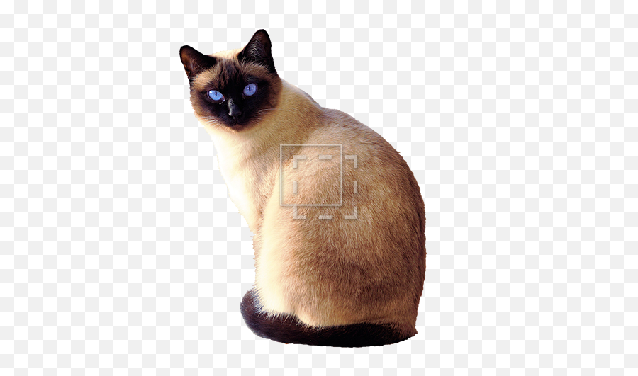 Siamese Cat With Blue Eyes - Siamese Cat Transparent Siamese Cat Emoji,Cat Transparent Background