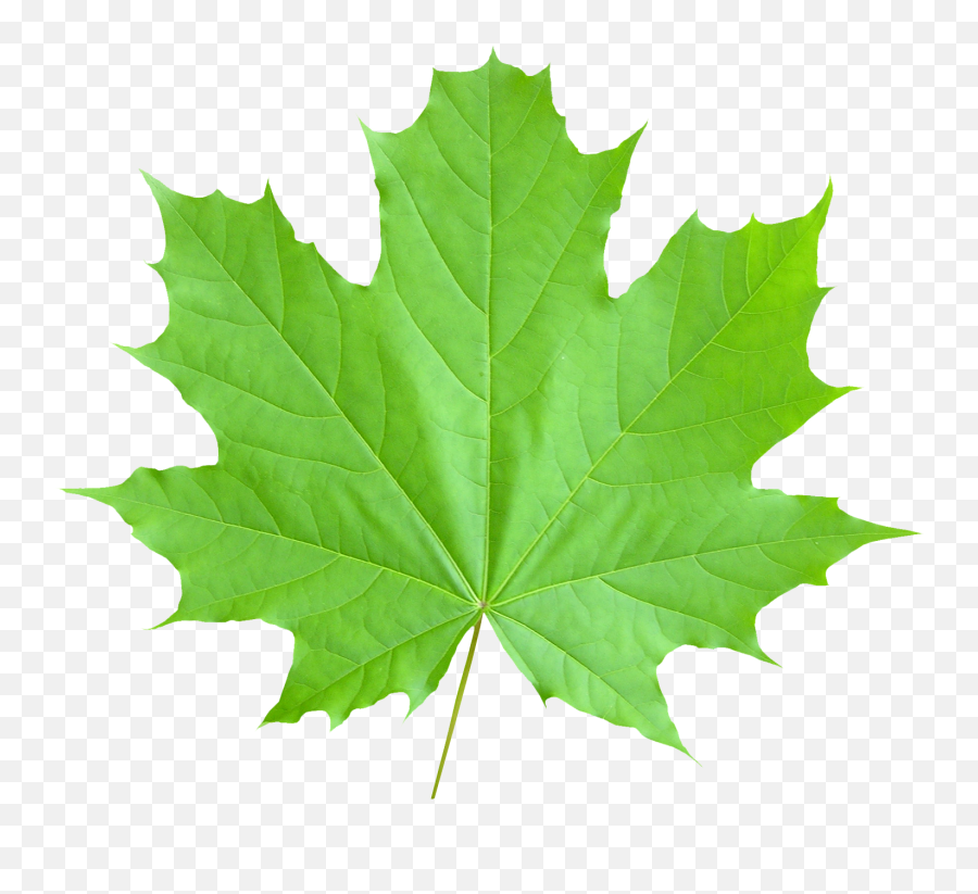 Green Autumn Leaves Png Transparent Png - Maple Leaf Png Emoji,Leaf Png