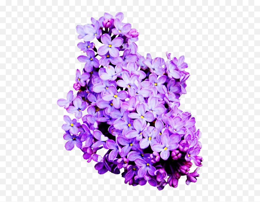Lavender Flower Png - Lavender Cut Flowers Lilac Lavender Flowers Violet Color Png Emoji,Flower Png