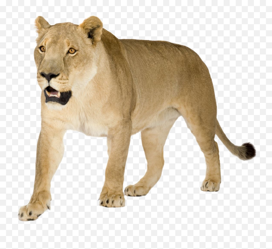 Lioness Png Image - Puma Animal Png Emoji,Lioness Png