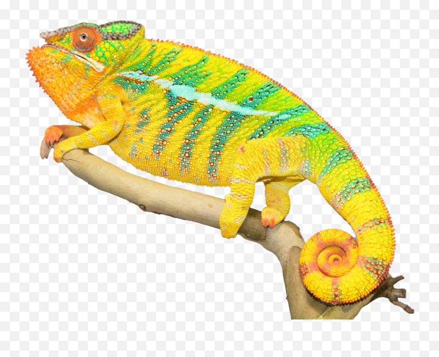 Chameleon Png Photos - Chameleon Download Emoji,Chameleon Png