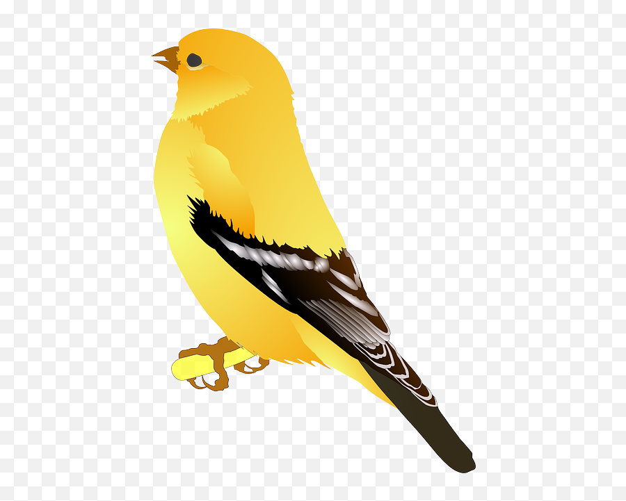Free Photo Cute Blue Twitter Funny Tweet Bird Messaging - Finch Clipart Emoji,Twitter Bird Png