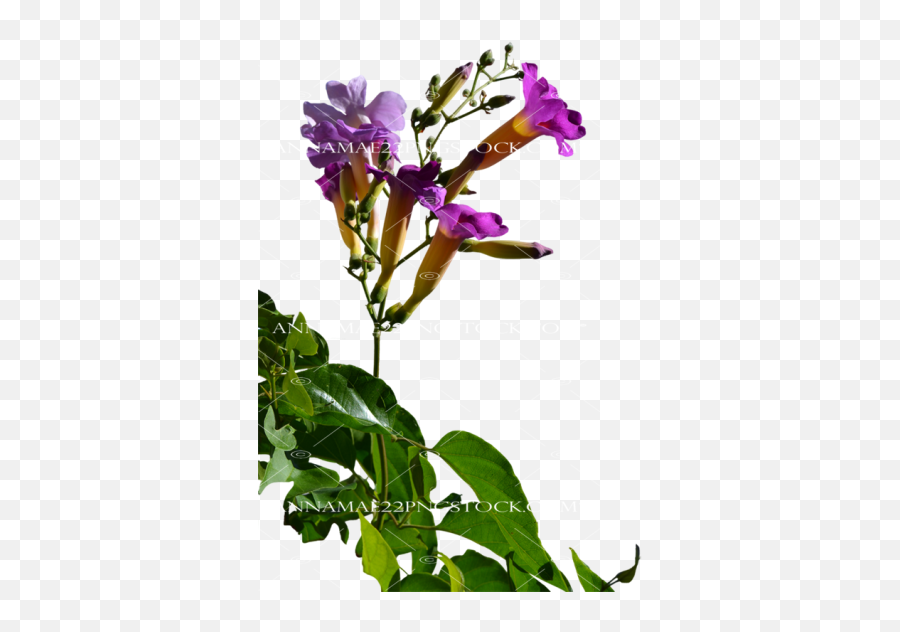 Plantsflowers Png Stock Photos - Gentians Emoji,Wildflower Png