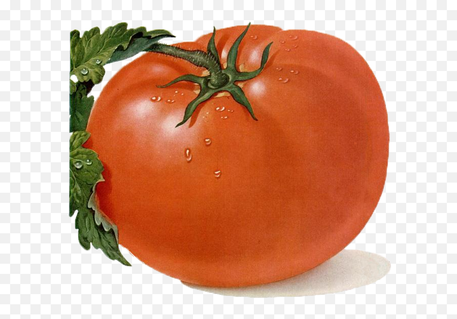 Free Tomato Clipart - Superfood Emoji,Tomato Clipart
