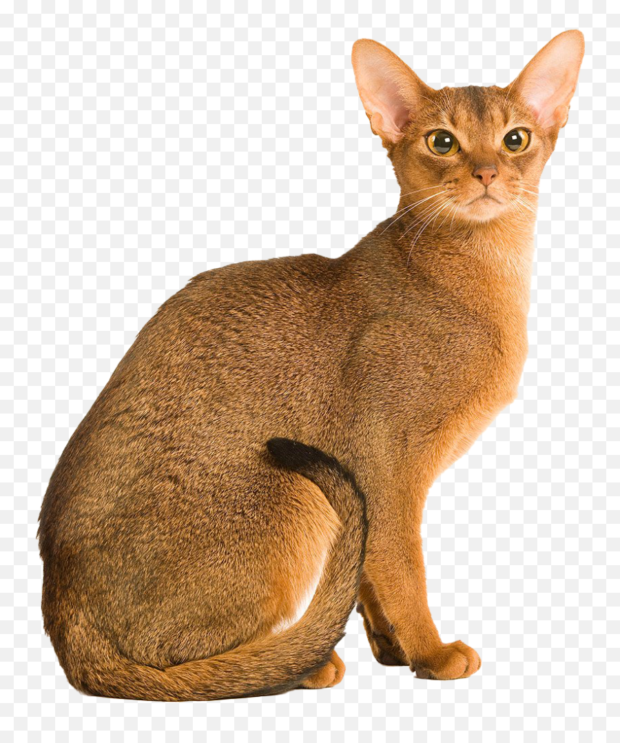 Abyssinian Cat Png Transparent Images - Abyssinian Cat Emoji,Cat Png