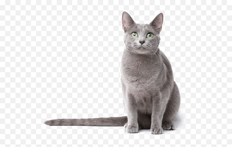 Russian Blue Turkish Van Tonkinese Cat Burmese Cat Kitten - Burmese Cat Transparent Background Emoji,Cat Transparent Background