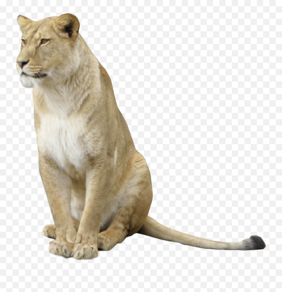 Lioness Free Png Image - Transparent Background Lioness Png Emoji,Lioness Png
