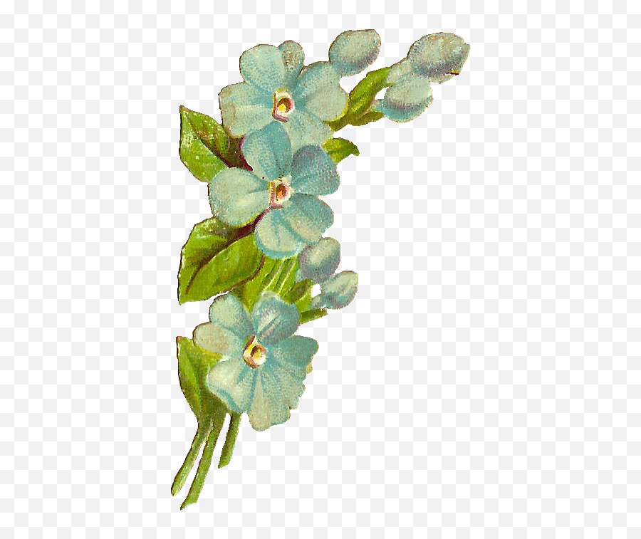 Antique Images Free Digital Scrap Flowers Blue Flower - Transparent Green Vintage Flower Emoji,Forget Me Not Flowers Clipart