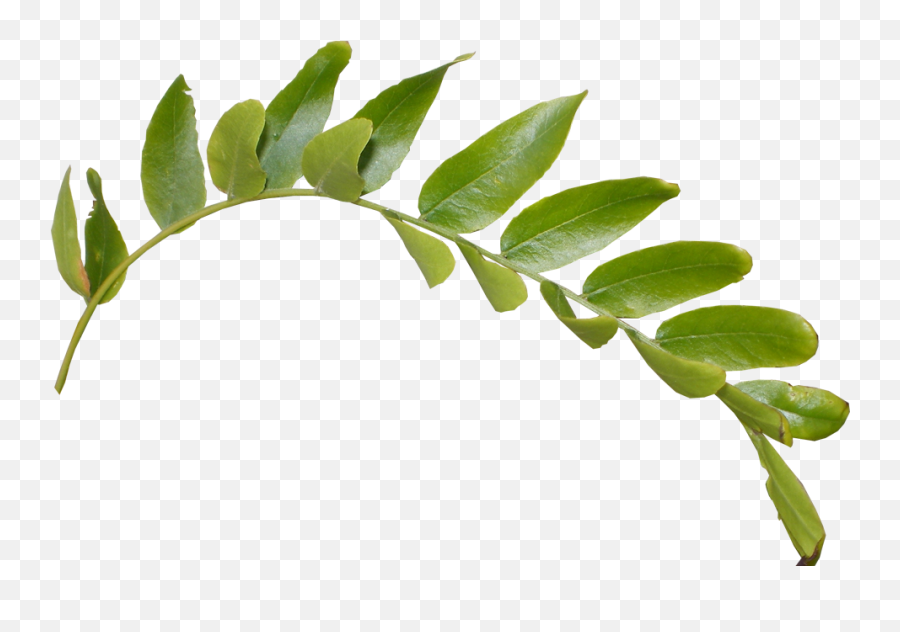 Download Leaves Png Hd Hq Png Image Freepngimg - Transparent Background Leaf Branch Png Emoji,Leaves Png