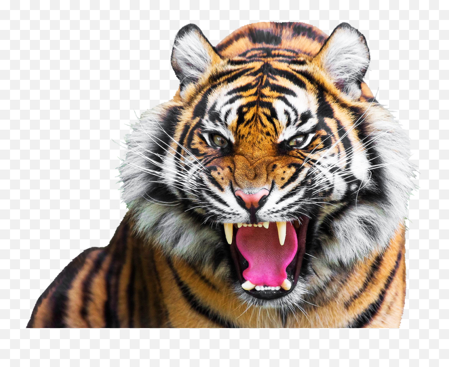 Tiger Clipart - Angry Tiger Png Emoji,Tiger Png