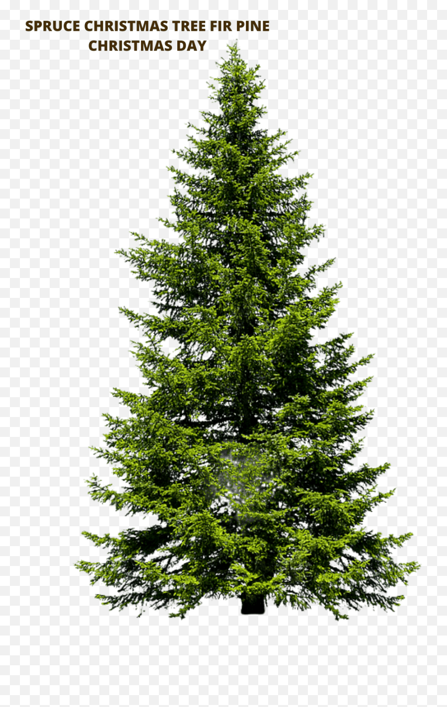 Spruce Christmas Tree Fir Pine Christmas Day Spruce Emoji,Spruce Tree Clipart