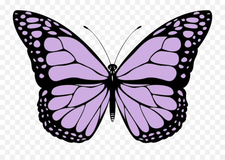 Butterfly Butterflys Purple 322829801297211 By Amaliamvria Emoji,Purple Butterfly Png