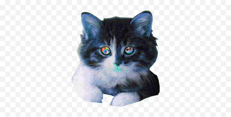 Transparent Cat Trippy Gif On Gifer By Nalmera Cat - Animated Background Cat Gifs Emoji,Cat Transparent Background
