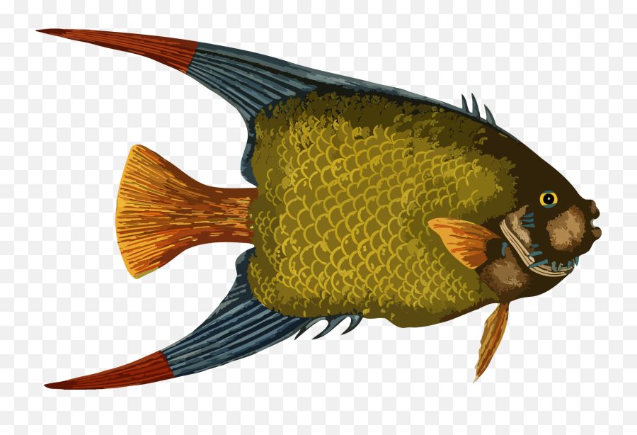 Clipart Of Drawn Beautiful Fish In The Ocean - Animales Del Mar Pez Png Emoji,Coral Reef Clipart