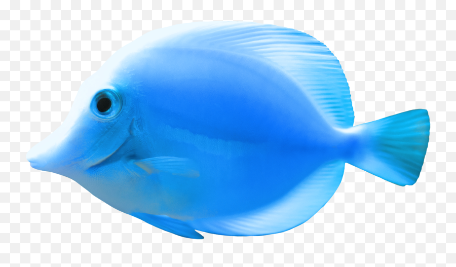 Download Fish Png 2 Hq Png Image - Blue Fish Png Emoji,Fish Png