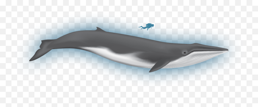 Clipart Whale Fin Whale Clipart Whale - Fin Whale Clipart Emoji,Whale Clipart