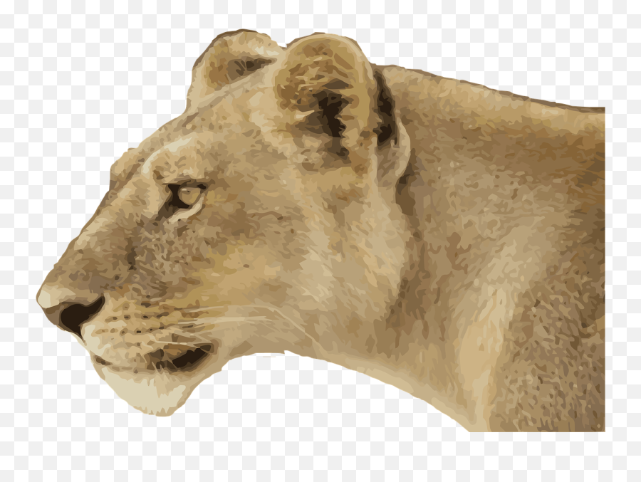 Lioness Png Free Download - Transparent Background Lioness Png Emoji,Lioness Png