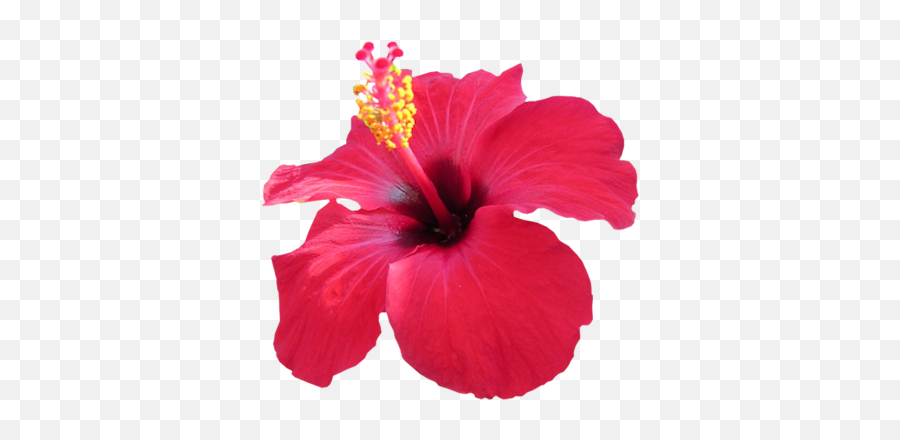 Hibiscus Flower Clipart 39321 - Bem Fu002622 165000 Png Hibiscus Png Emoji,Hibiscus Flower Clipart
