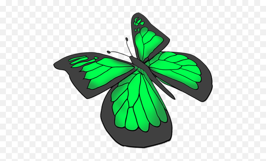 Green Butterfly Drawing At Getdrawings - Transparent Clipart Of Butterfly In Drawing Transparent Emoji,Butterflies Transparent
