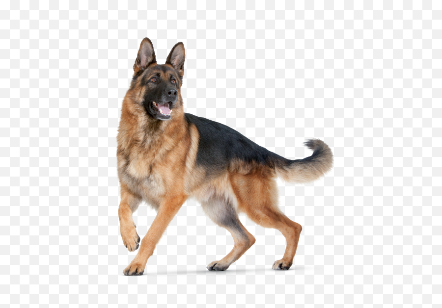 Dog Training Obedience Best Guard Dogs - German Shepherd Dog Png Hd Emoji,Dogs Png