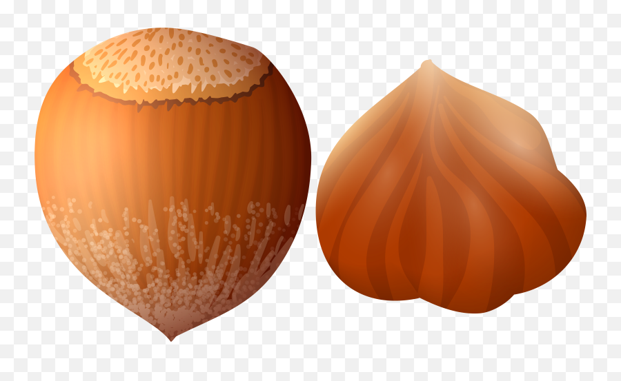 Acorn Clipart Hazelnut Acorn Hazelnut - Single Hazelnut Png Emoji,Acorn Clipart