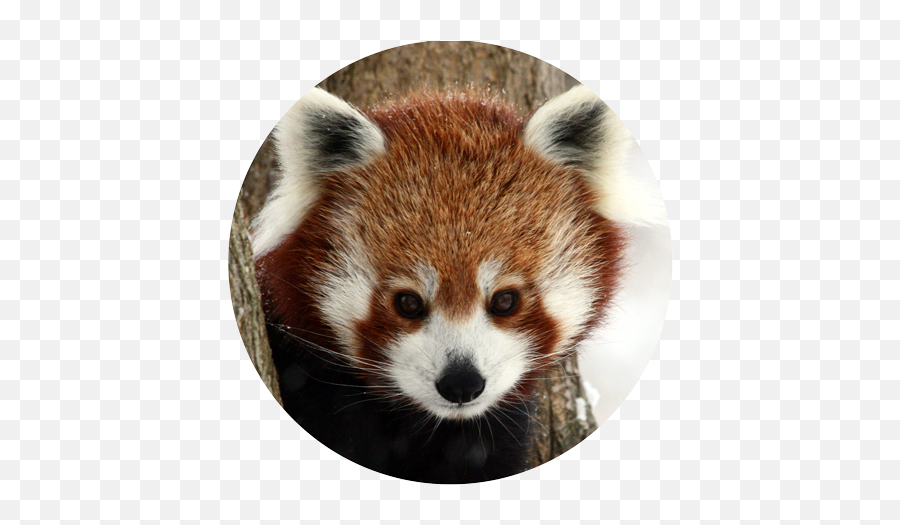 Free Transparent Red Panda Png Download - Lesser Panda Face Png Emoji,Red Panda Clipart