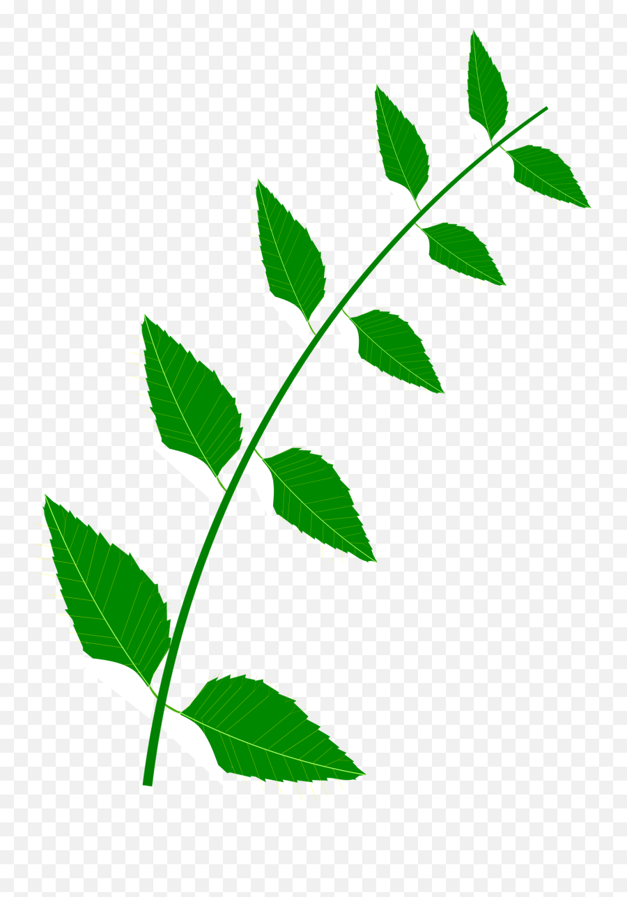 Nature Medic Clipart - Green 10 Leaves Clipart Emoji,Nature Clipart