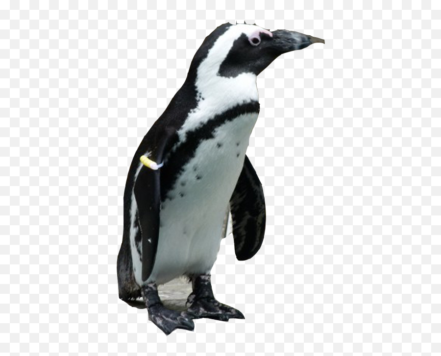 Emperor Penguin Clipart Jackass Penguin - African Penguin Emoji,Penguin Png
