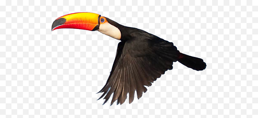 Toucanet Clipart Macaw - Transparent Toucan Png Emoji,Toucan Clipart