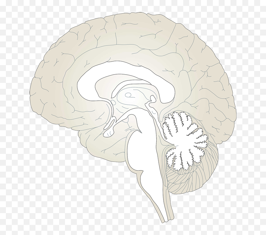 Brain To Use Hd Image Clipart Png - Human Brain Sagittal Outline Emoji,Brain Clipart Png