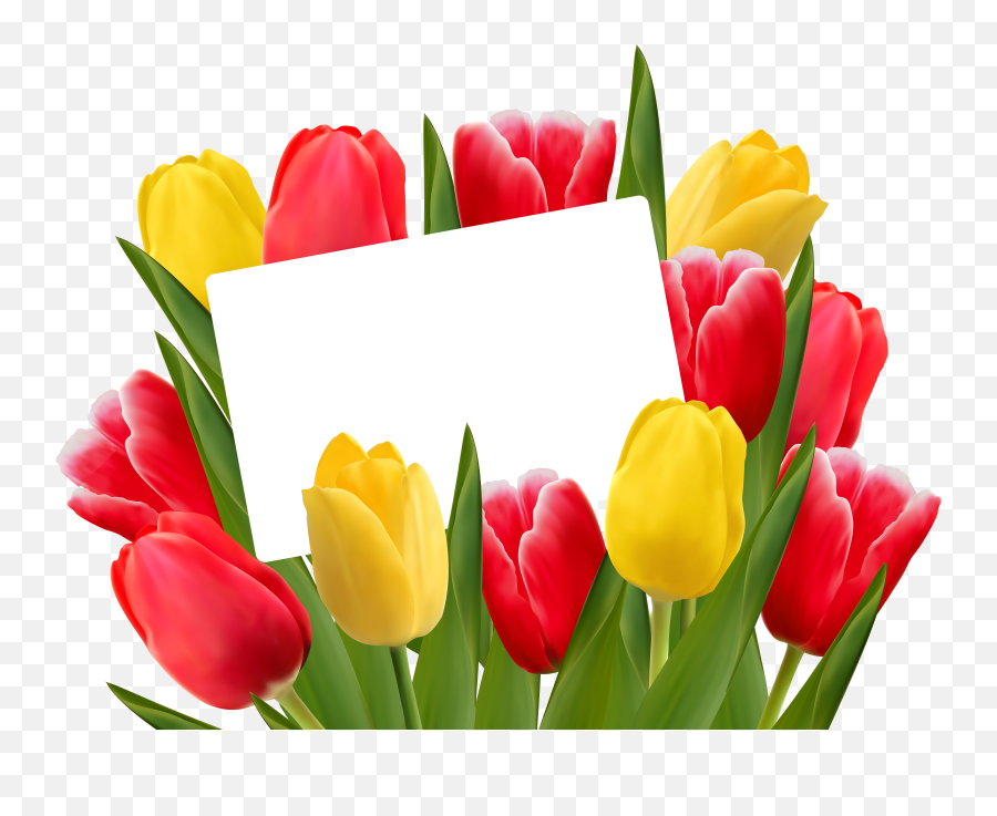 March Border Png U0026 Free March Borderpng Transparent Images - Tulips Background Images Png Emoji,March Clipart