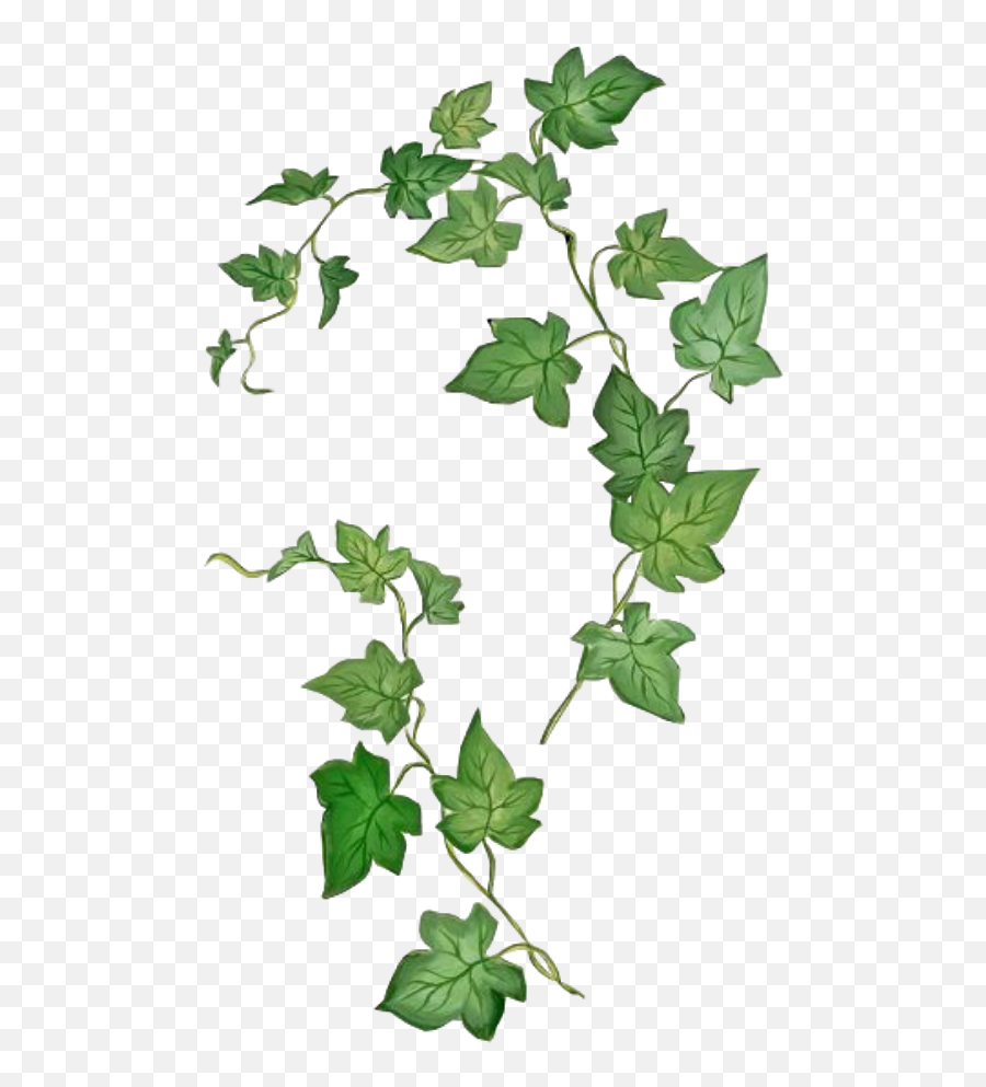 Leaves Png Green Kpopedit Sticker By Han Shin Nam - Leaves For Picsart Png Emoji,Leaves Png