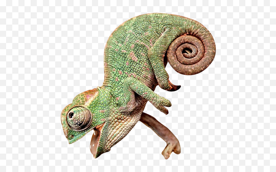 Chameleon With Its Mouth Open Clipart - Chameleon Png Emoji,Chameleon Png