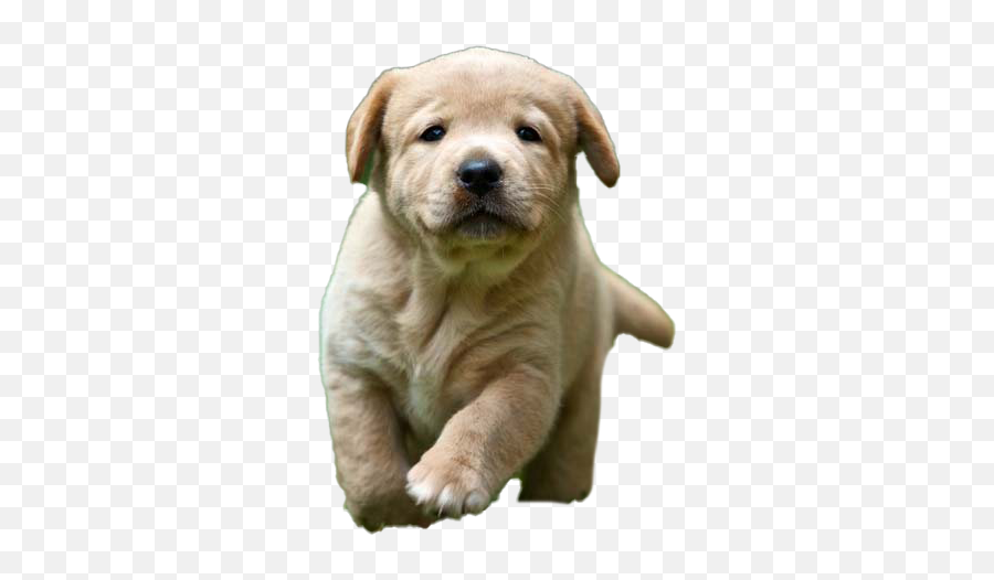 Labrador Retriever Png Transparent - Puppies Puppy Emoji,Puppy Transparent Background