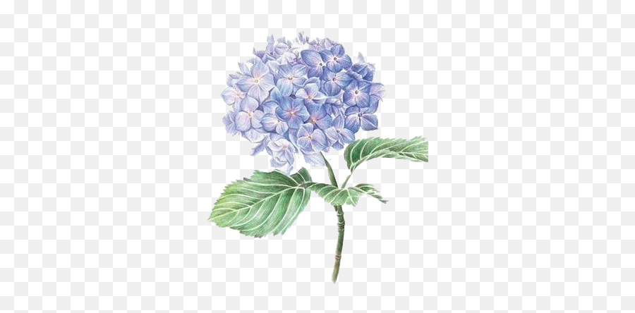 Hydrangea Flower Png Photos - Hortensia Dibujo Emoji,Hydrangea Png
