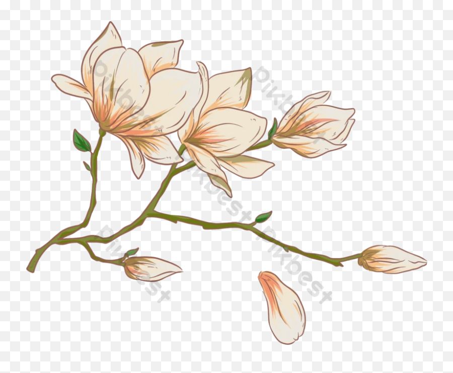 White Magnolia Flower Vector - Magnolia Flower Vector Emoji,Magnolia Png