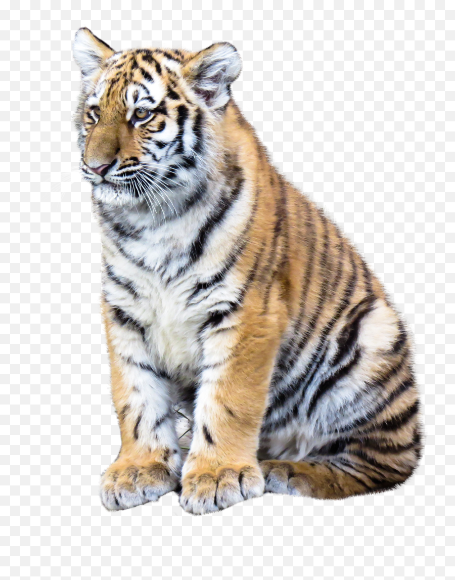 Tiger Png Image - Transparent Tiger Png Emoji,Tiger Png