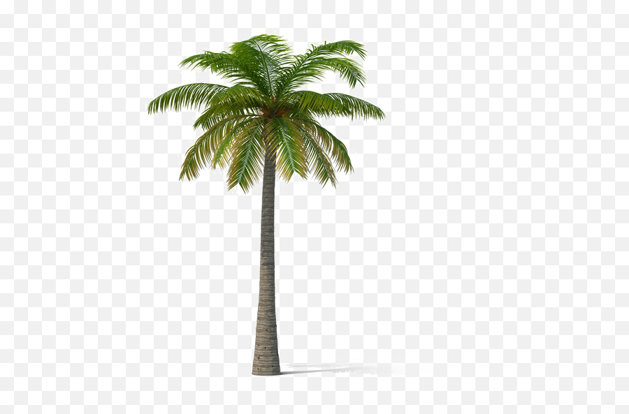 Palm Tree Png - Coconut Tree Transparent Png Coconut Transparent Coconut Tree Png Emoji,Palm Trees Png