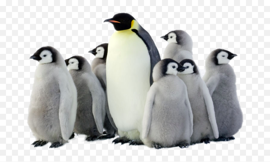 Penguin Png Pic - Penguins Png Emoji,Penguin Png